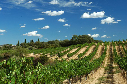 Viñedos en la comarca del Somontano (Huesca)